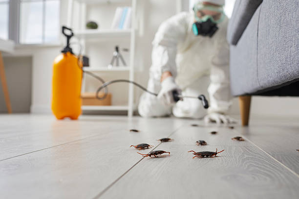 Post-Treatment Bed Bug Interceptor Monitoring in Jarales